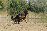 BERGER ALLEMAND 045